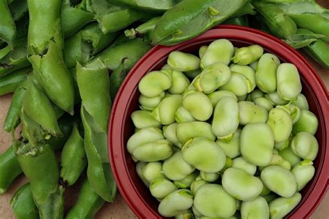 How to Plant Broad Beans in your Garden: Complete Guide in [12 Steps] - Complete Gardering