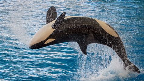 Which is smarter: a blue whale or an orca?