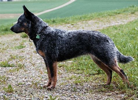 Border collie en Mexico - Australian Cattle Dog