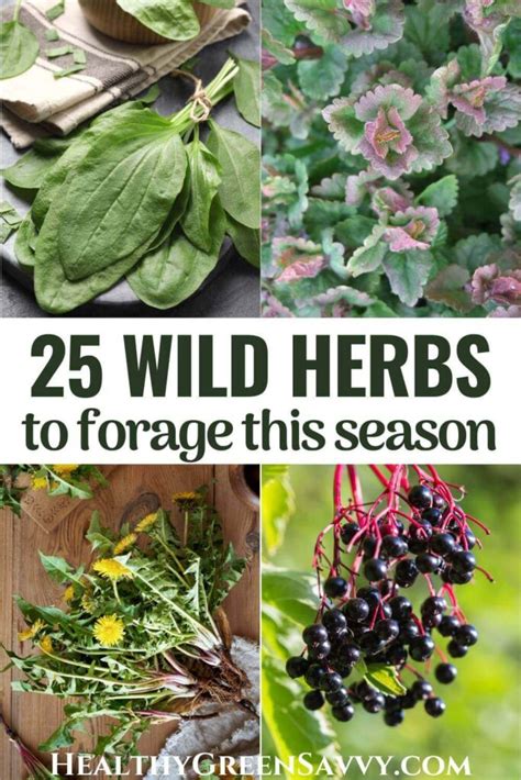 25 Wild Herbs to Forage this Season