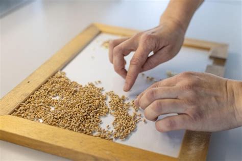 Premium Photo | Specialist sorts wheat grain in the laboratory quality ...