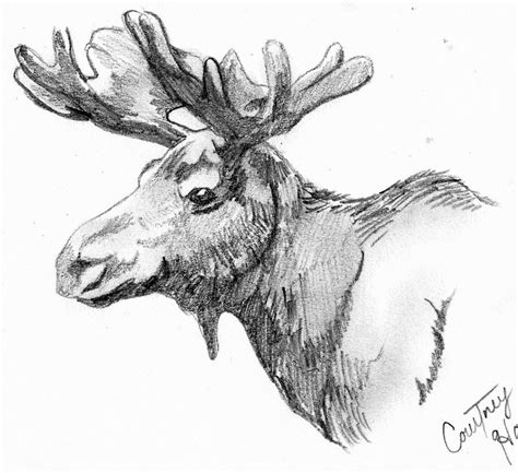 Moose Quick Sketch by passiononpaper on DeviantArt | Moose illustration, Animal drawings, Deer art