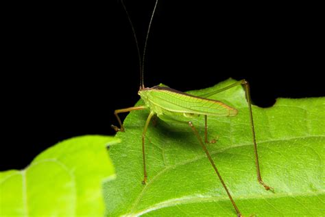 Green grasshopper on a leaf 1897767 Stock Photo at Vecteezy