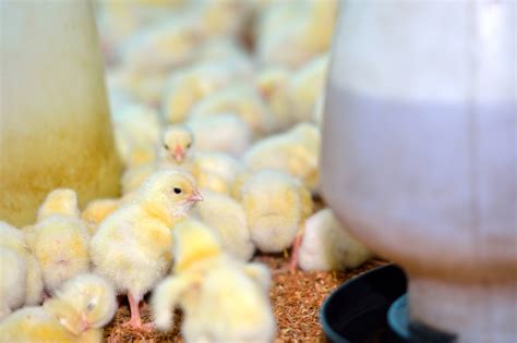 How to Care for Baby Chicks - Abundant Permaculture