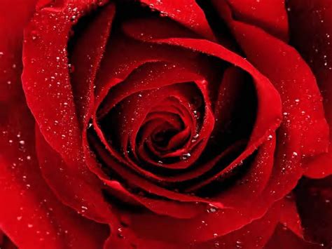 Black And Red Roses Wallpapers - Wallpaper Cave