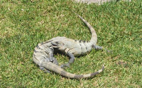 Mexican Spiny-tailed Iguana Facts and Pictures | Reptile Fact