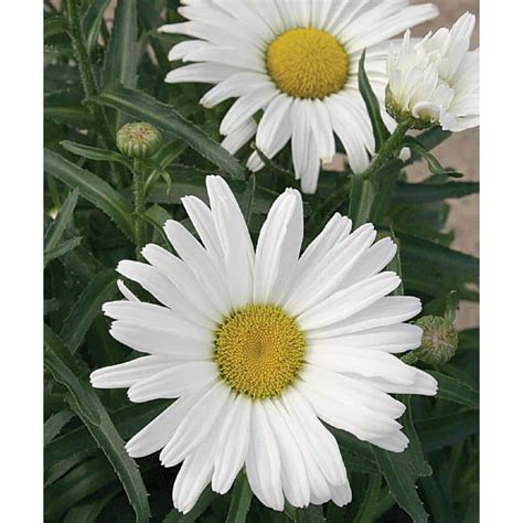 PROVEN WINNERS 1 Gal. Amazing Daisies Daisy May Shasta Daisy ...