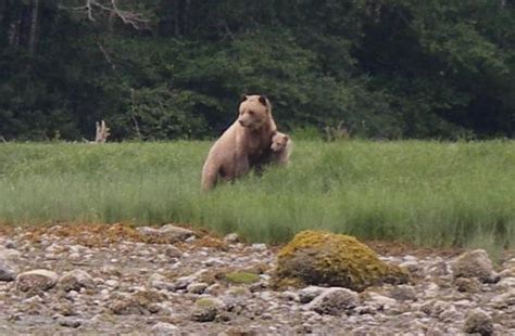 Fuzzy grizzly 2 of 2 | Grizzly Bear Tours & Whale Watching, Knight Inlet