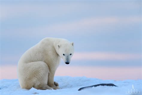 Polar bear (Ursus maritimus), sitting looks at the camera in soft pink light portrait. Manitoba ...