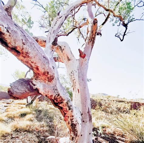 The Aptly Named “Bloodwood Tree” Is Mother Nature’s Crime Scene - Indie88