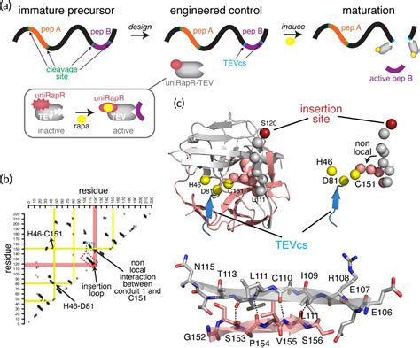 Engineering a switchable single‐chain TEV protease to control protein maturation in living ...