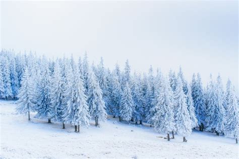 Wonderful Winter Landscape. Ukraine, Europe. Stock Photo - Image of sunlight, snow: 66451484