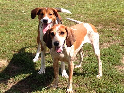 My coonhounds ️🐾 | Coonhound, Puppies, Pets