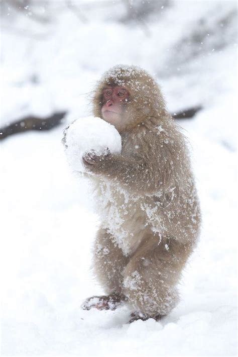 Child Yeti : r/aww