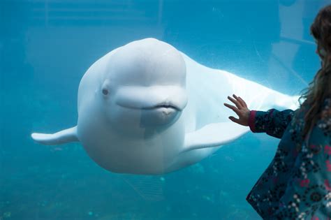 Beluga Whales & Her Trainer Teaming Up To Save Their Species | Goodness ...