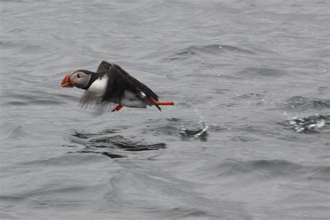 Puffin Flight | christurnbull75 | Flickr