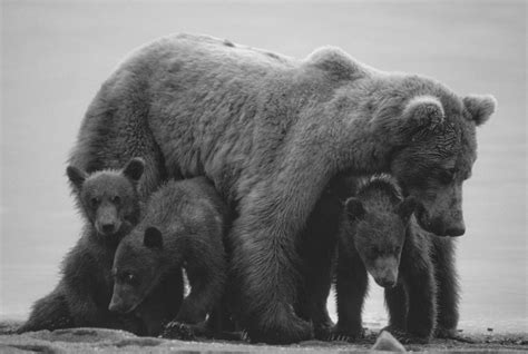 Alaska Wildlife Photography ⋆ Anchorage Photographer