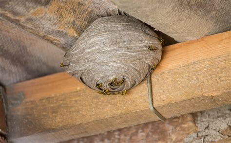 Wasp Nest In Outdoor Ceiling Fan | Shelly Lighting