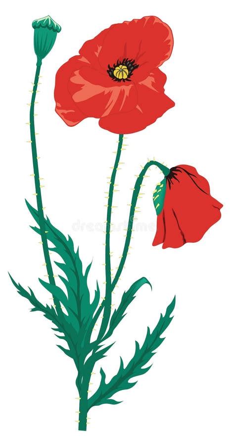 Red Poppy Flower Vector Stock Illustrations – 10,855 Red Poppy Flower ...