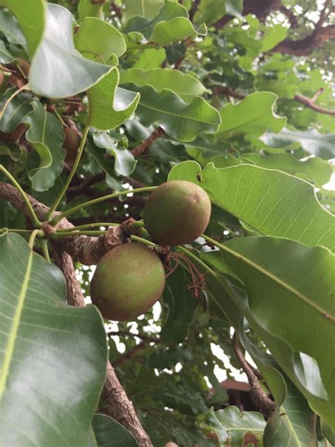 Regenerating the shea butter tree – Livelihoods Funds