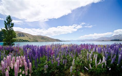 Hd Wallpaper With Flowers Lupins Lake Tekapo New Zealand : Wallpapers13.com