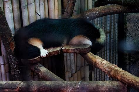 Selective focus of sleeping skunks on a tree. 20491779 Stock Photo at Vecteezy