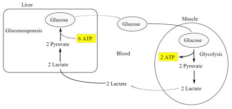 Reader Question - Lactic Acid Energy System | CSCS Exam Guide