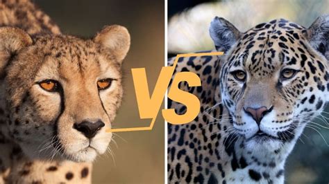 Jaguar Vs Cheetah: Key Differences Compared (Markings,, 45% OFF