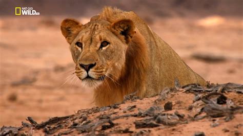 Asadal: National Geographic Vanishing Kings: Desert Lions of Namib (2016)