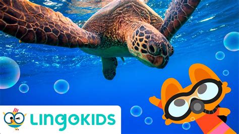 UNDER THE SEA SONG 🐚 🎶 Sea Animals Songs for kids | Lingokids - YouTube