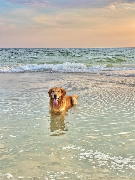 Dog At Beach Wallpapers - Wallpaper Cave