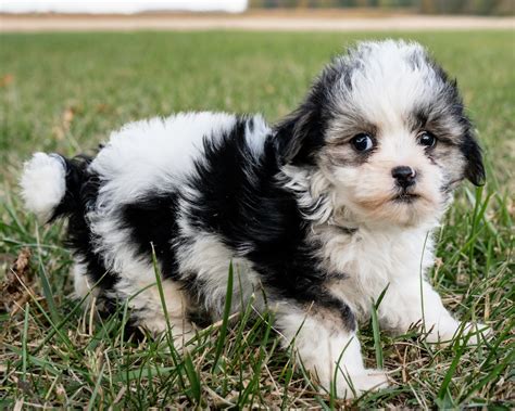 What are the Different Maltipoo Colors and Coat Patterns? - littlepuppypaws