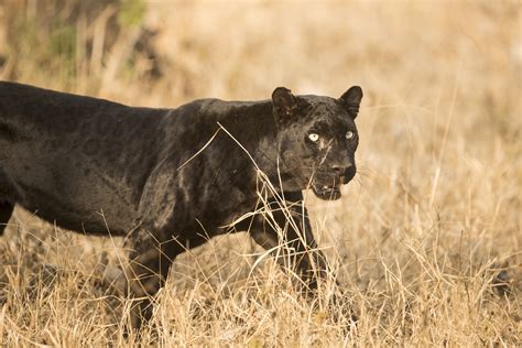 What is a black panther? - Discover Wildlife