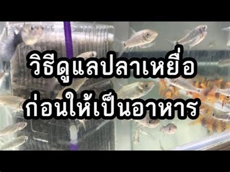 วิธีการดูแลปลาเหยื่อก่อนให้เป็นอาหารปลากินเนื้อ - YouTube