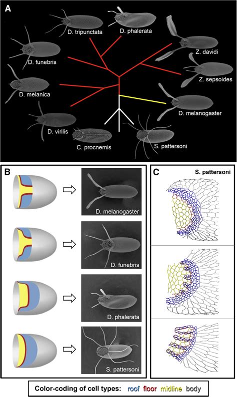 Epithelial Patterning, Morphogenesis, and Evolution: Drosophila Eggshell as a Model ...