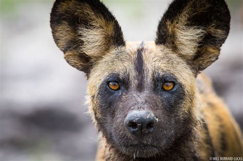 African Wild Dog | Will Burrard-Lucas