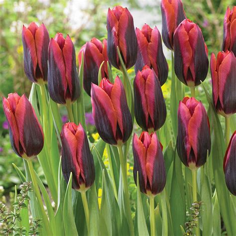 10 New Tulip Varieties for a Beautiful Spring Color - National Garden Bureau