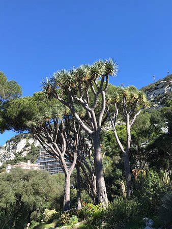 Gibraltar Botanic Gardens (The Alameda) - 2019 All You Need to Know ...