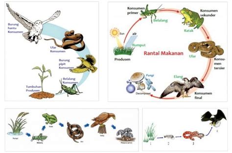 rangkaian makanan | Pelajaran Sekolah Online