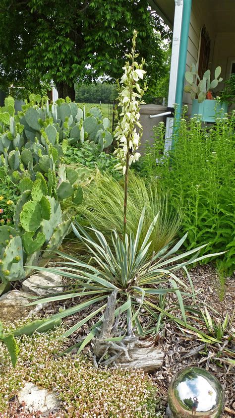 Yucca Blossoms - Centex Cooks