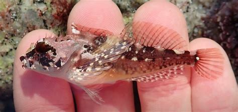 Sculpin Family Photographs, and Information – Cottidae | Mexican Fish.com