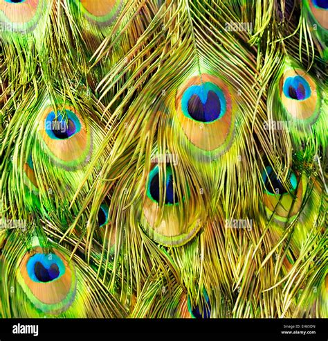 Peacock Feathers ,Close Up For Background Stock Photo - Alamy