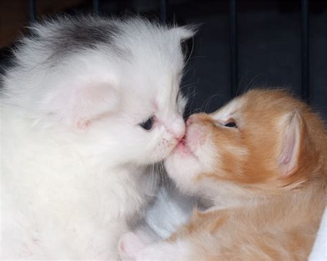 Cat's Love And Kiss Picture ~ Hits All