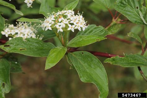 Red-osier dogwood - Invasive Species Council of British Columbia