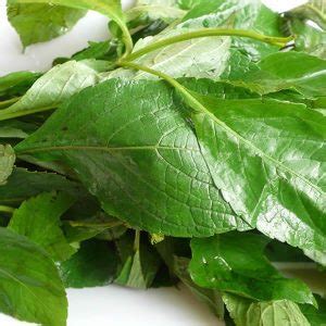 Buy Fresh scent leaves 100g - Buildrestfoods | Raw Healthy Foods ...