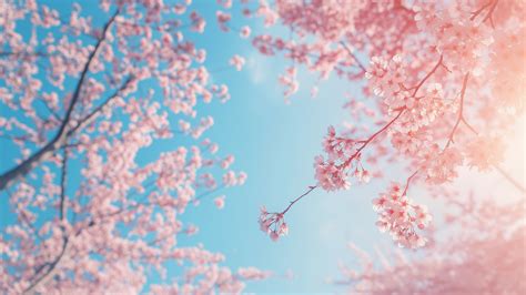 Wallpaper trees, 4k, 5k wallpaper, sakura, spring, Nature #8972