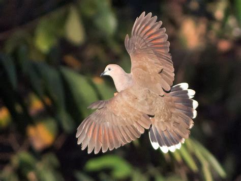 White-tipped Dove - eBird