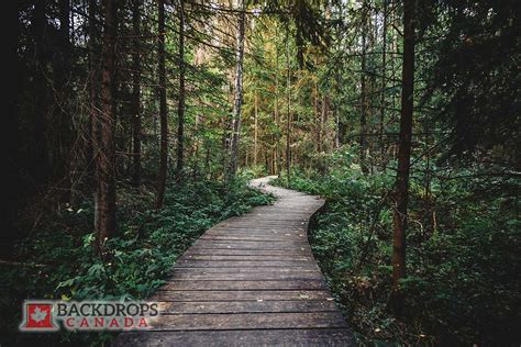 Forest Pathway - Backdrops Canada