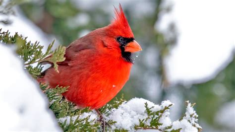 Winter cardinal - campestre.al.gov.br