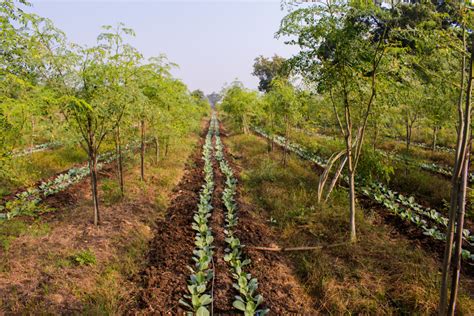 Making the Case for Intercropping - Modern Farmer